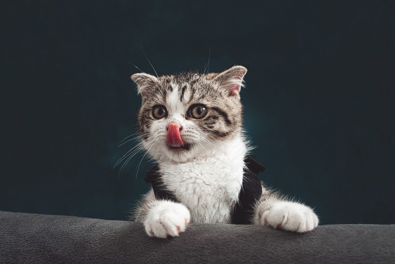Qu’estce que les chats aiment